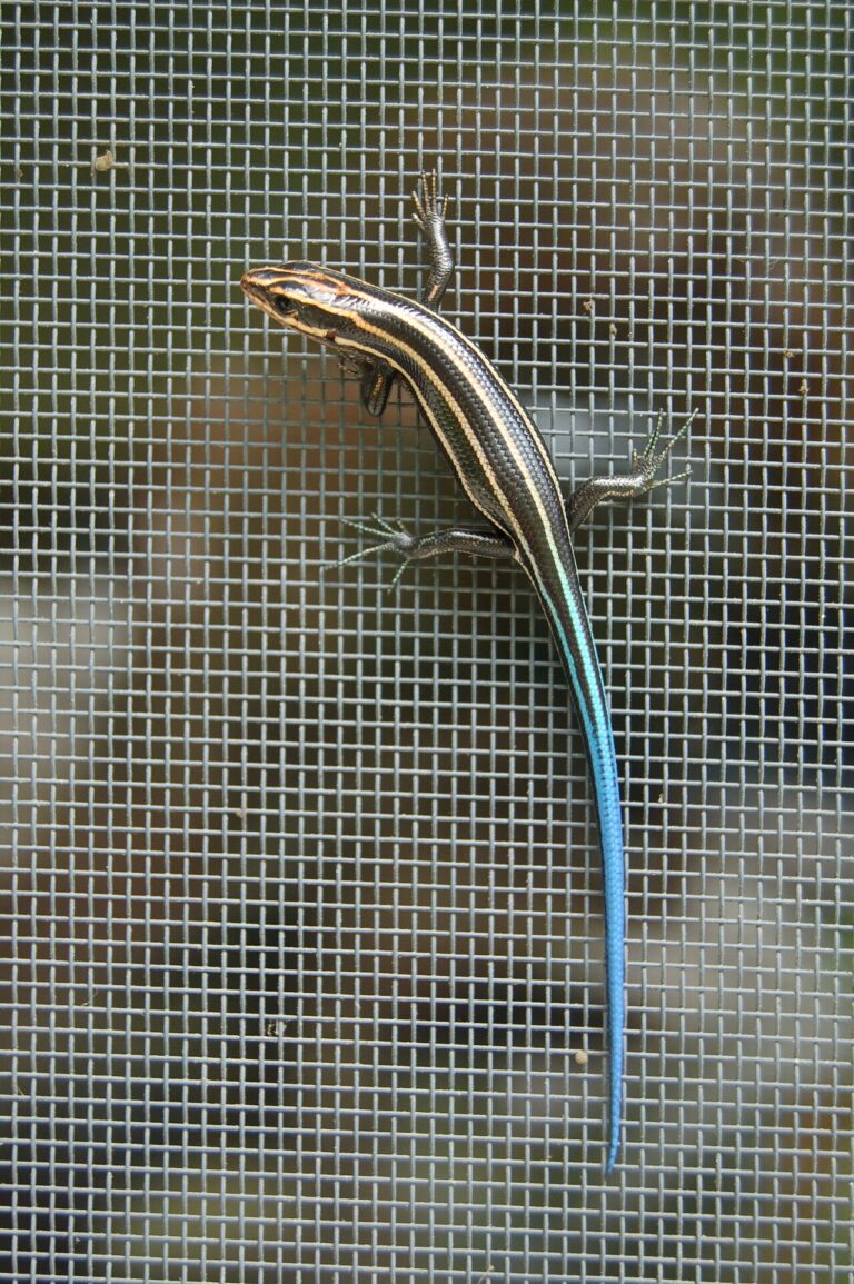 Skink Poop Identification: Size, Color and 3 Lookalikes