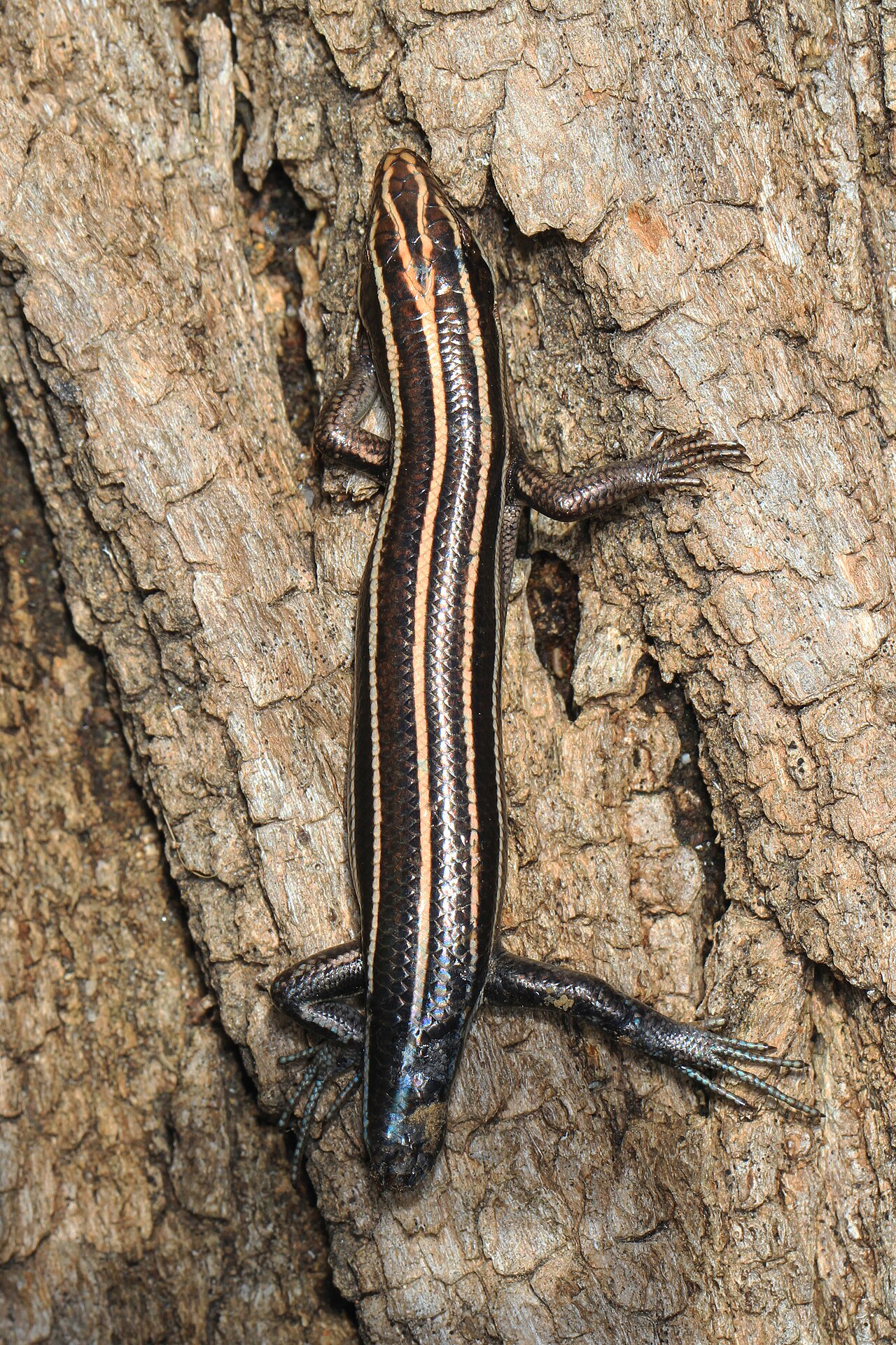 Where Skink Droppings Turn Up and Why They Cluster