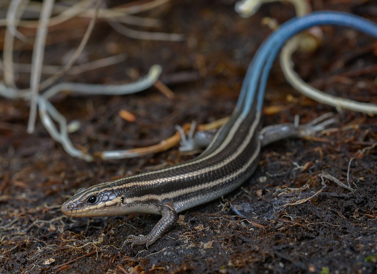 Skink Poop vs Mouse Poop