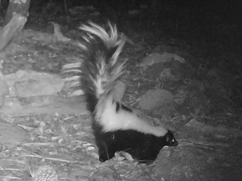 Skunk Symbolism: What It Means to See One, Plus Omens and Dreams