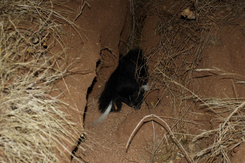 Christian and Biblical Meaning of Seeing a Skunk