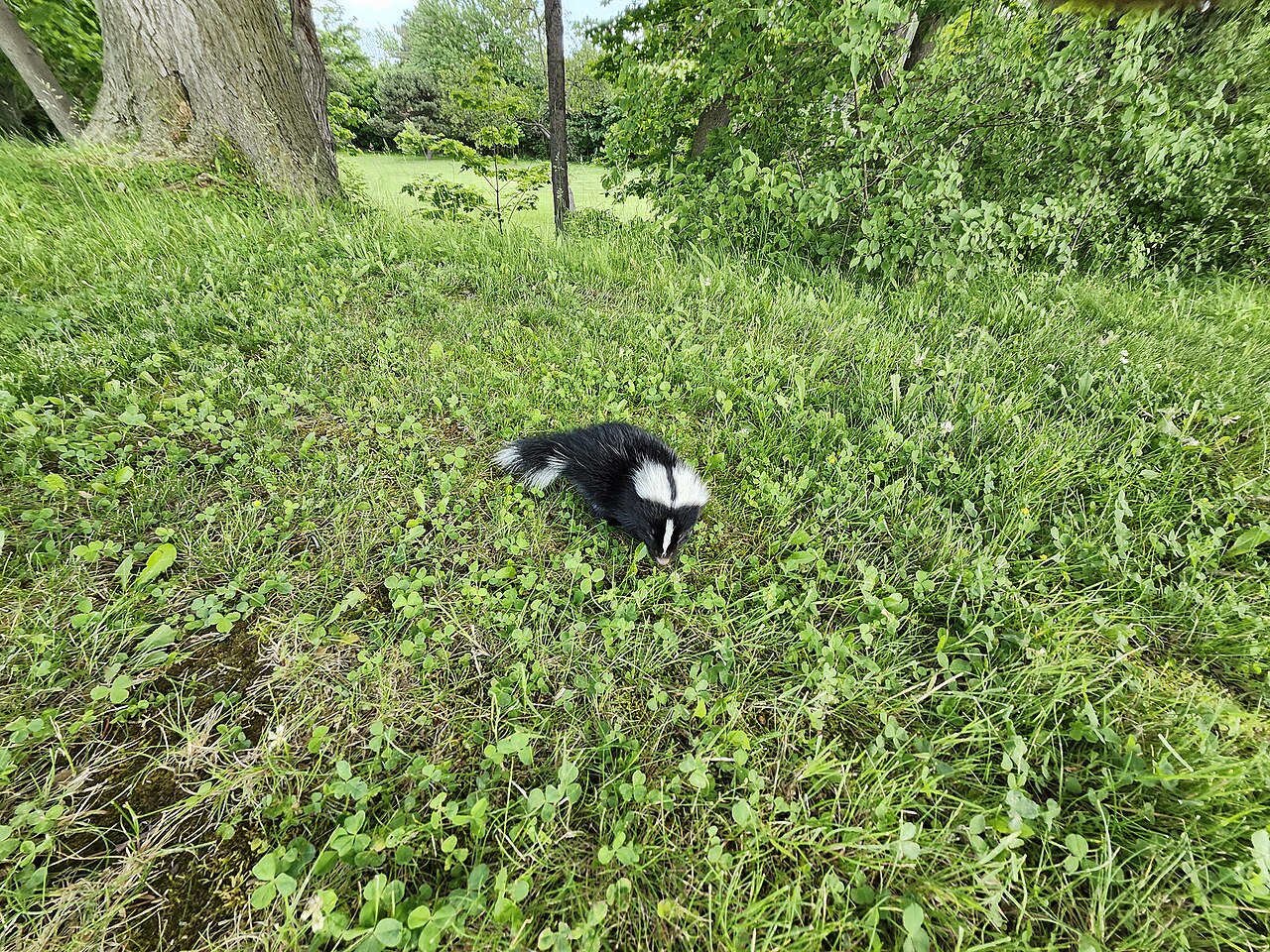 Skunk Tracks: 5 Toes, Claw Marks and the Raccoon Mix-Up
