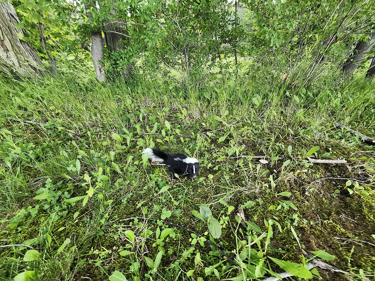 Skunk Front Track vs Hind Track
