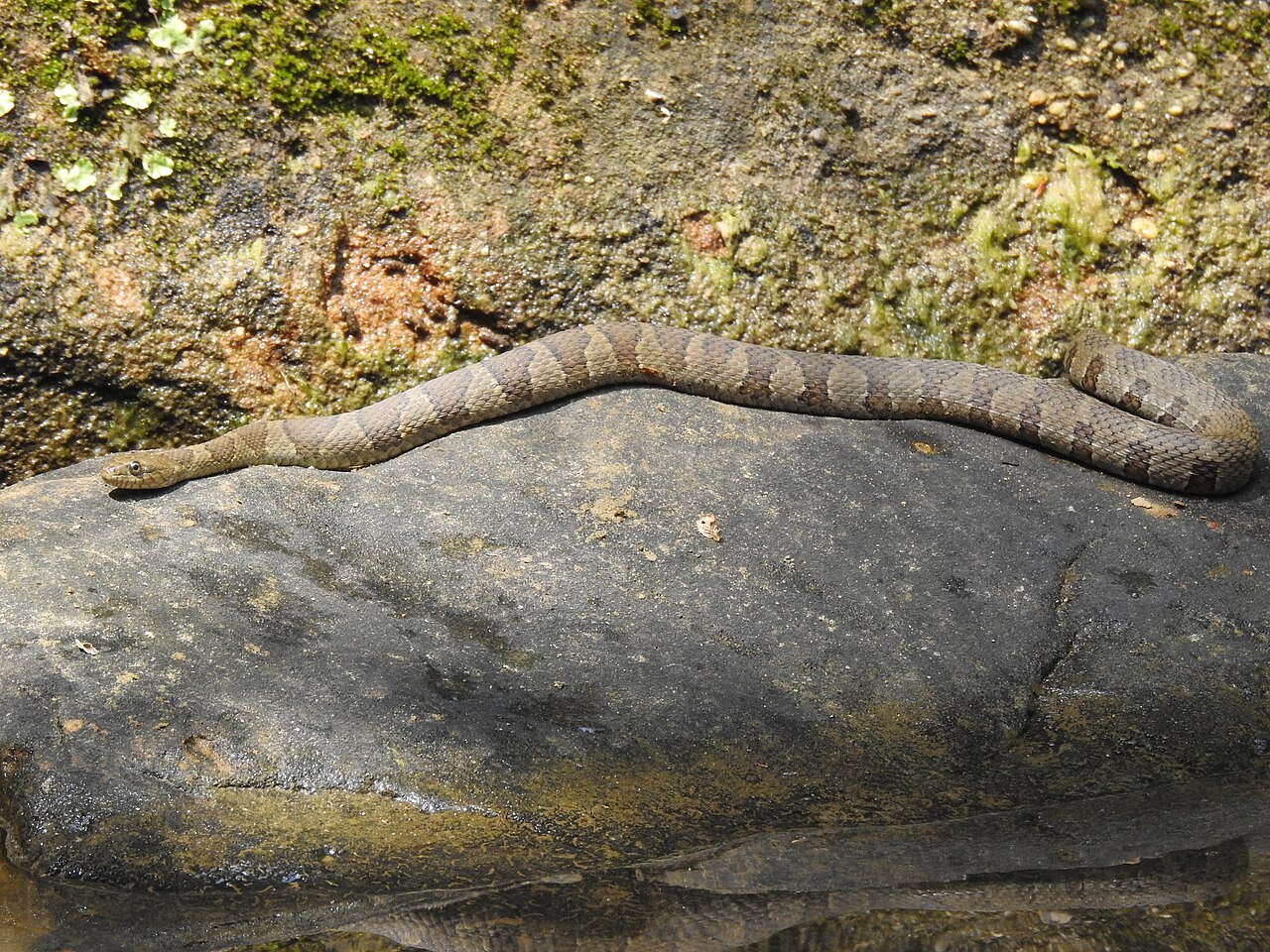 Snake Dream Meaning: What 7 Common Snake Dreams Signal