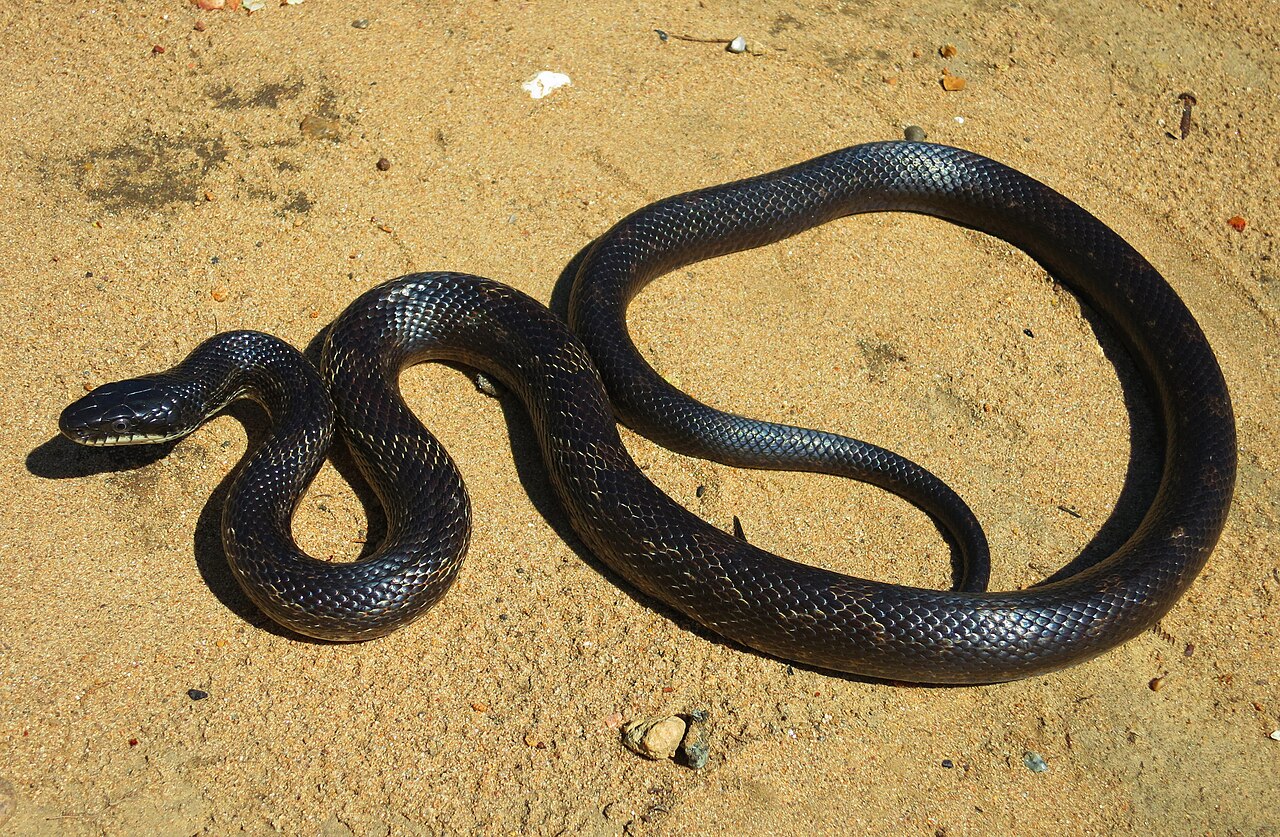 Is It Good or Bad to Dream About Snakes?