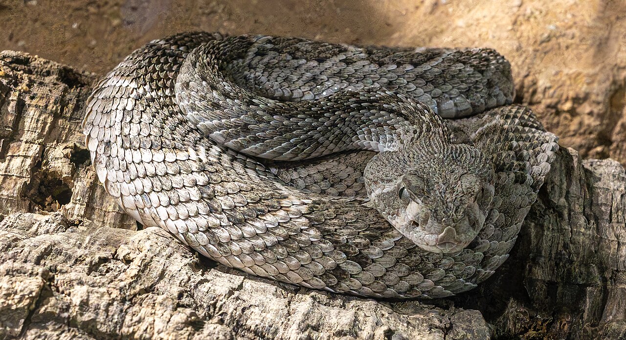 Common Snake Dream Situations and What They Mean