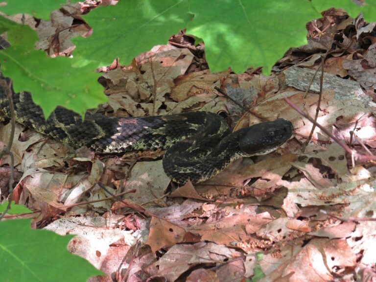 Snake Symbolism: What It Means to See One, by Tradition
