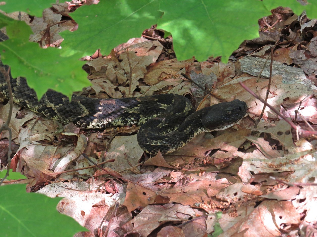 Snake Symbolism: What It Means to See One, by Tradition