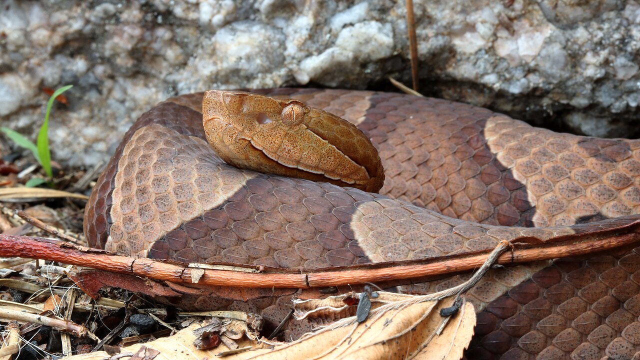 Snake Symbolism in Native American and Celtic Traditions