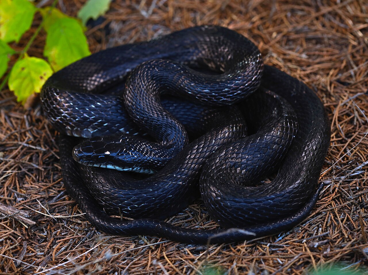 Snake Meaning in the Bible and Christianity