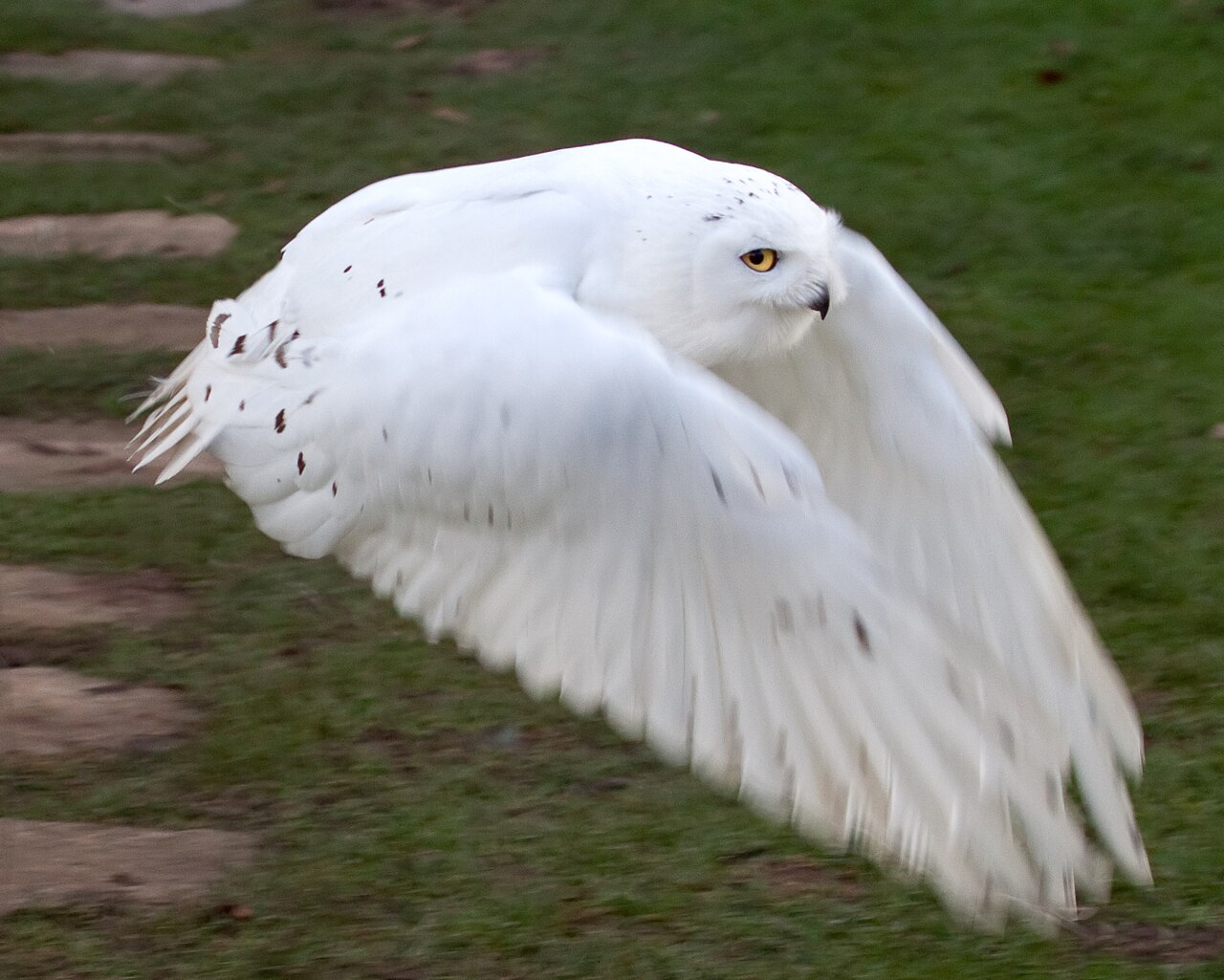 Snowy Owl Sounds: 6 Calls and What Each One Means