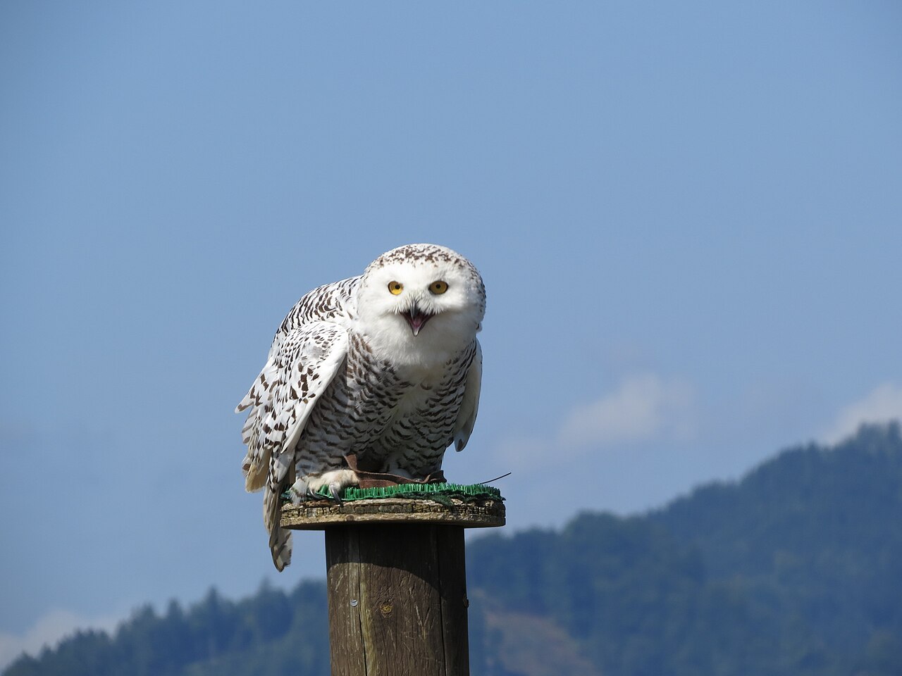 The Male's Booming Hoot