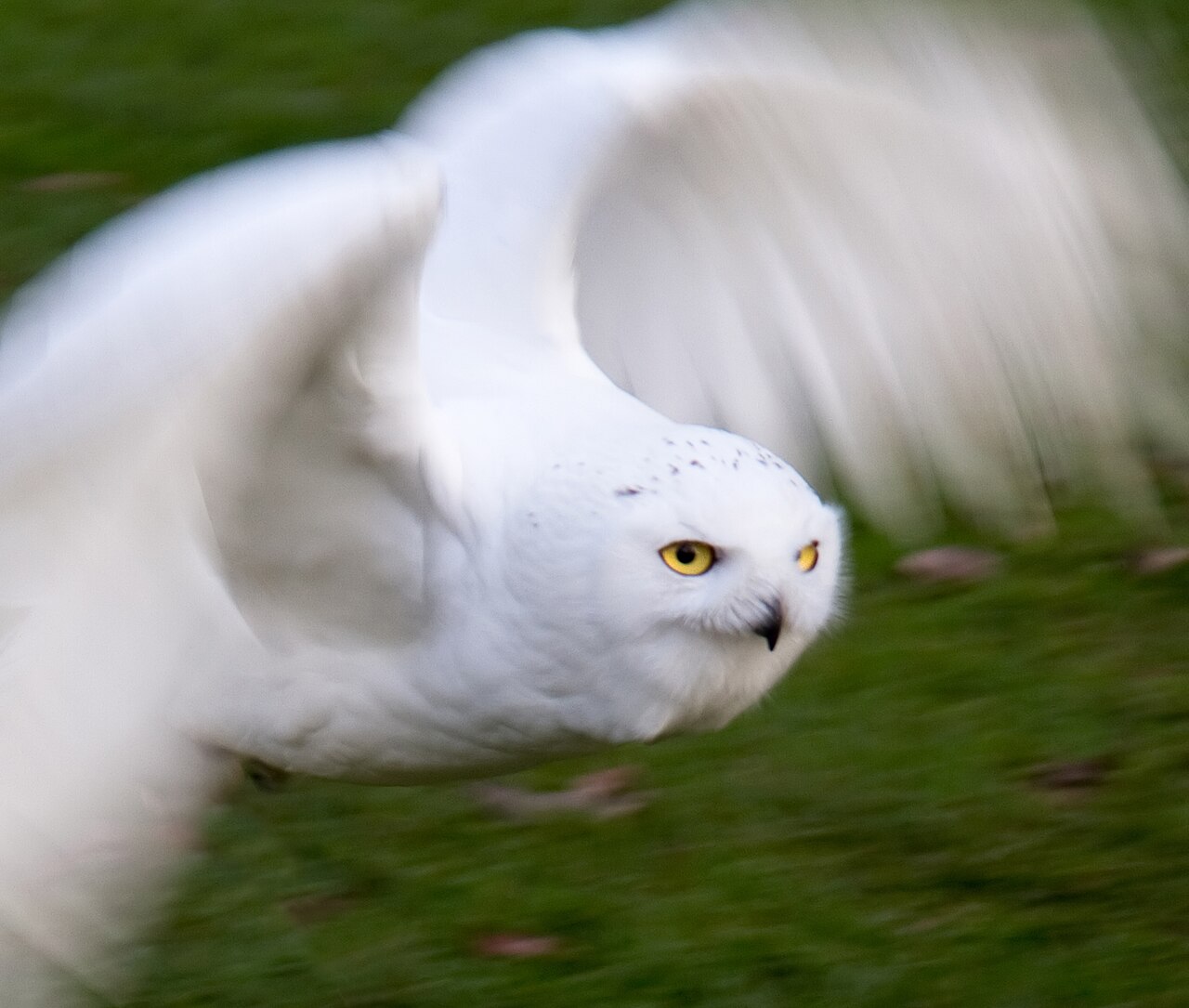 The Female's Higher Hoot and Mate Calls