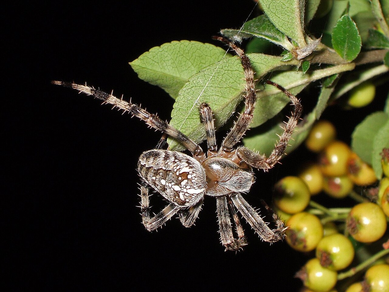 Spider Dream Meaning: 7 Common Dreams and What They Say