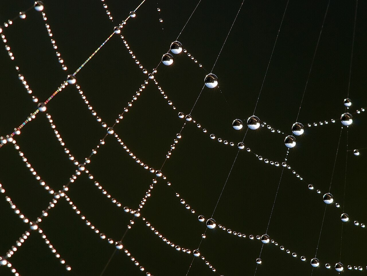 Common Spider Dreams and What They Point To