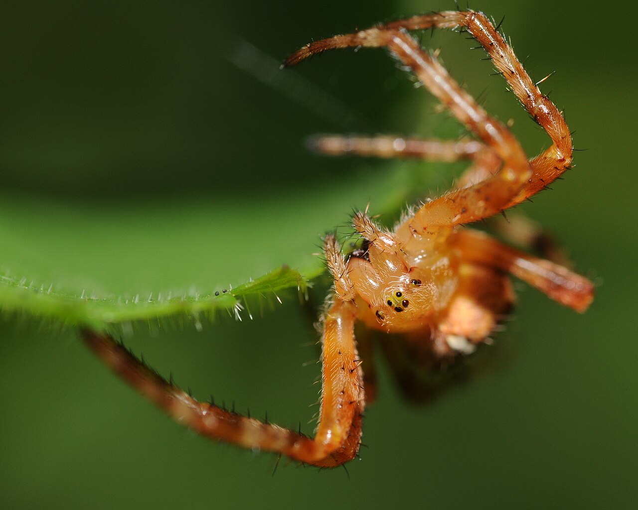 Spider Symbolism: What It Means to See One, by Situation