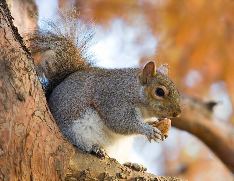 Squirrel Symbolism: What It Means to See One, by Situation
