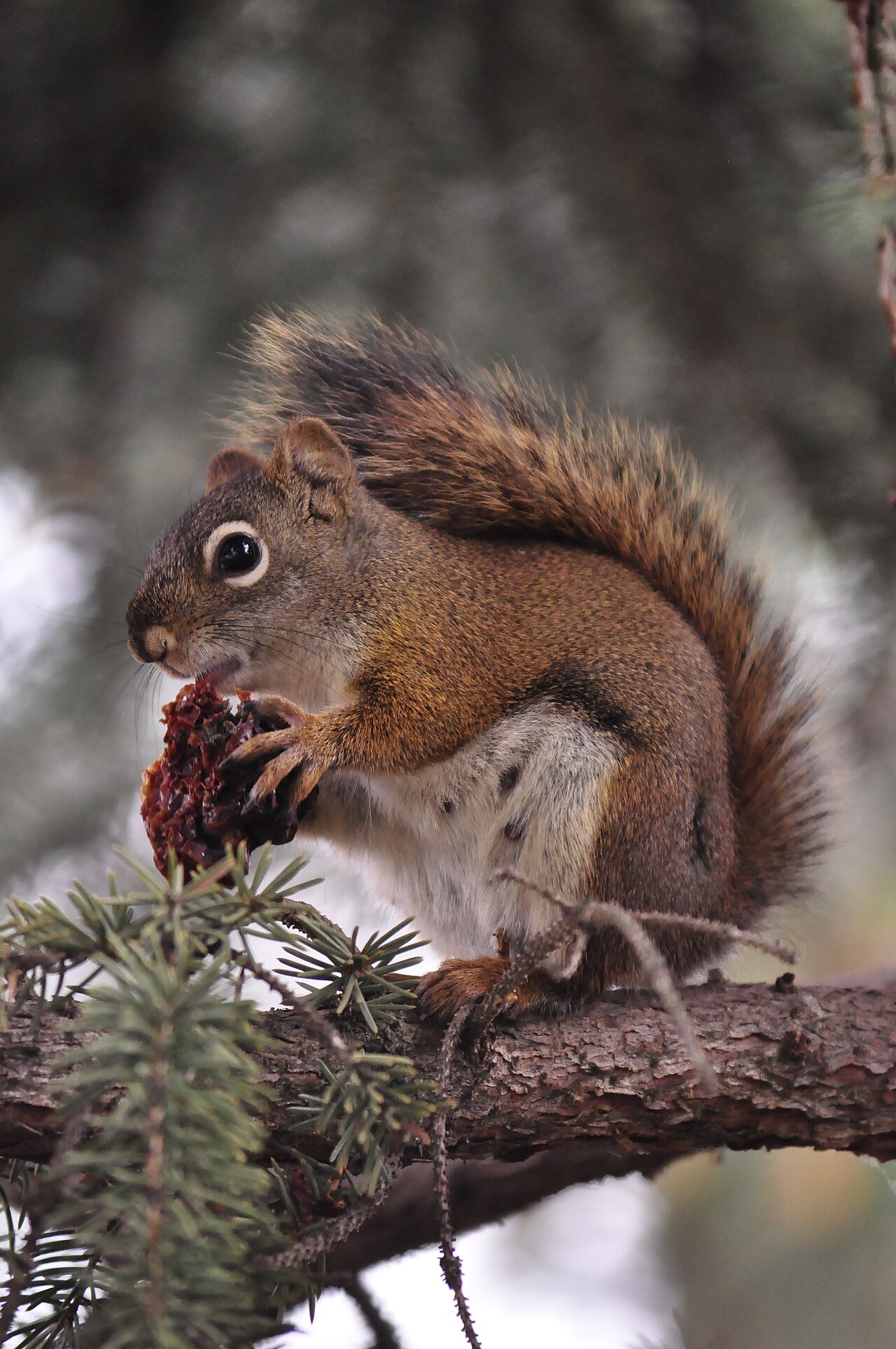 Squirrel Symbolism Across Traditions