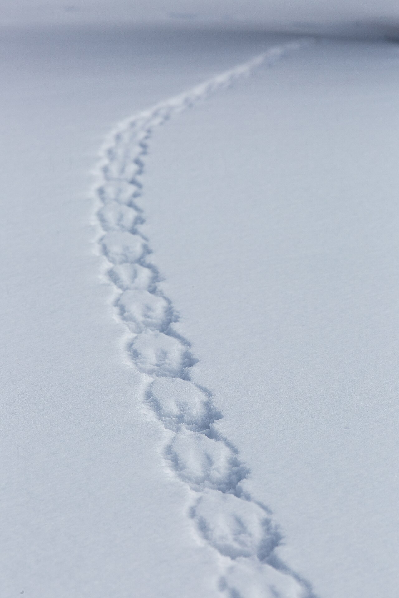 Squirrel Tracks in Snow