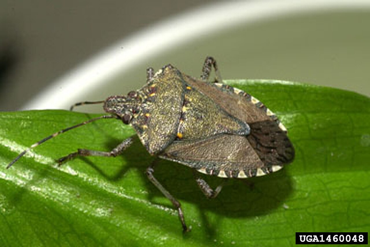 Stink Bug Symbolism: What It Means When One Visits You