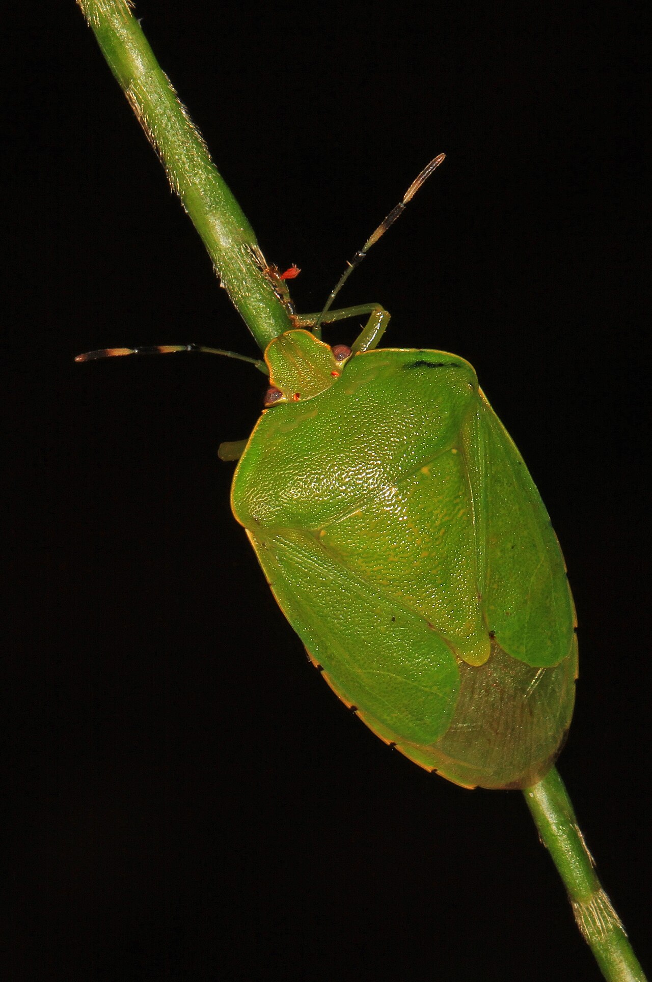 Are stink bugs bad omens?