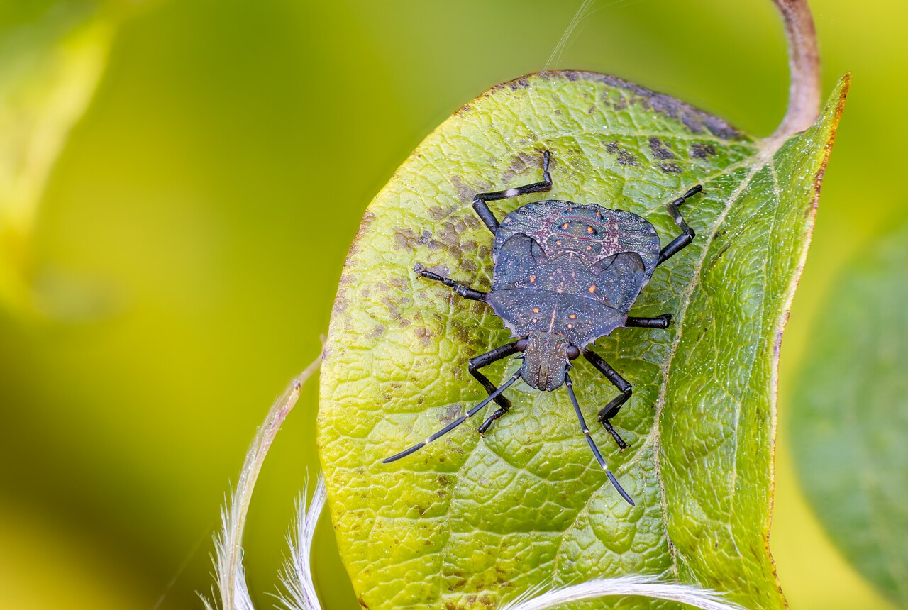 Stink bug symbolism in Native American traditions