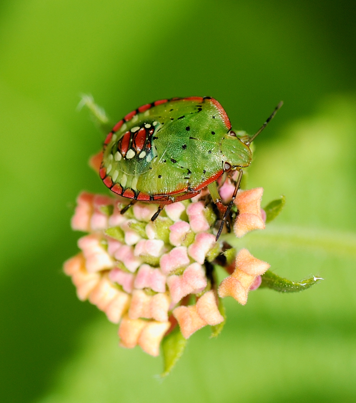 Christian and biblical interpretations of the stink bug