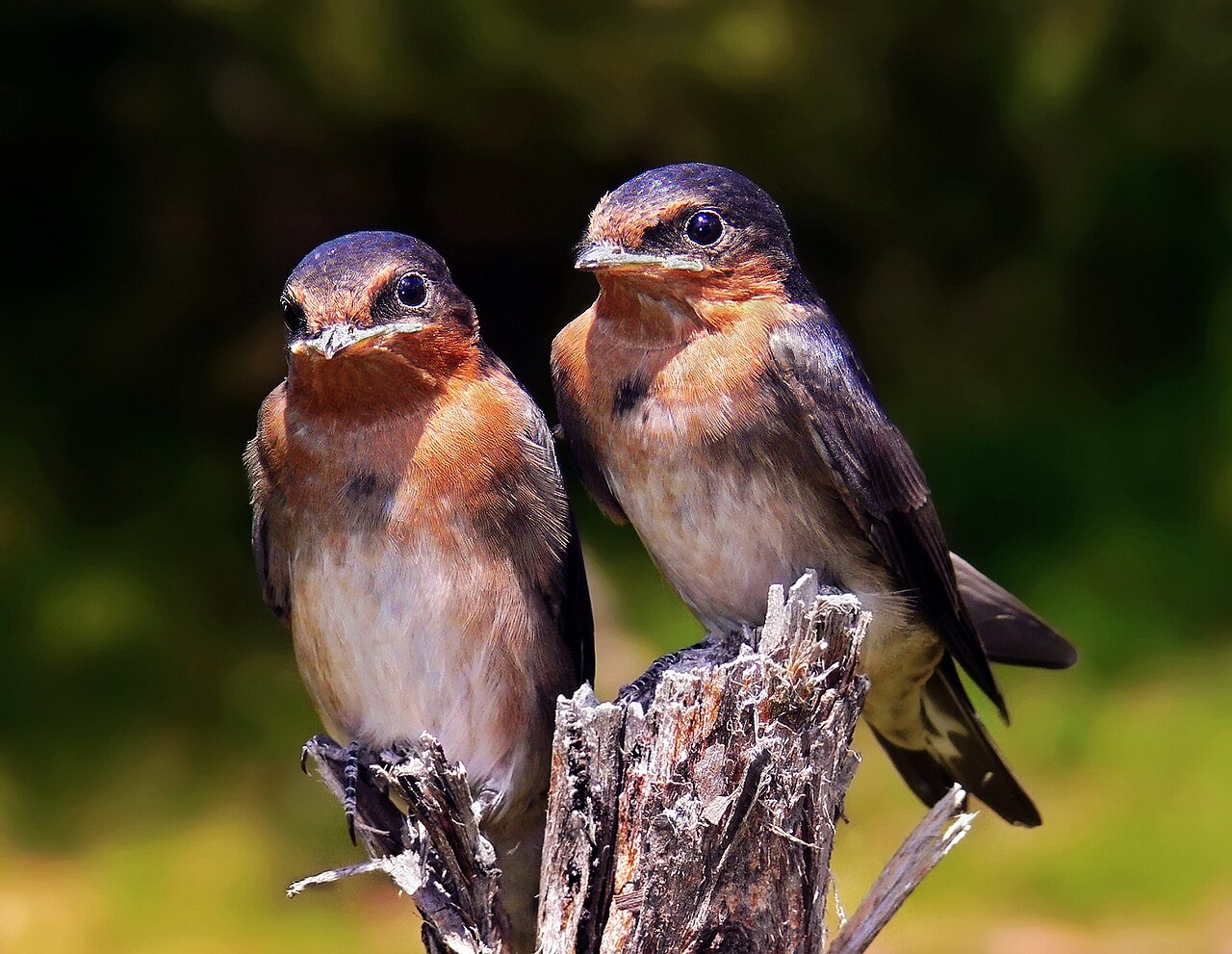 Swallow Symbolism: Safe Return, Loyalty and What Seeing One Means