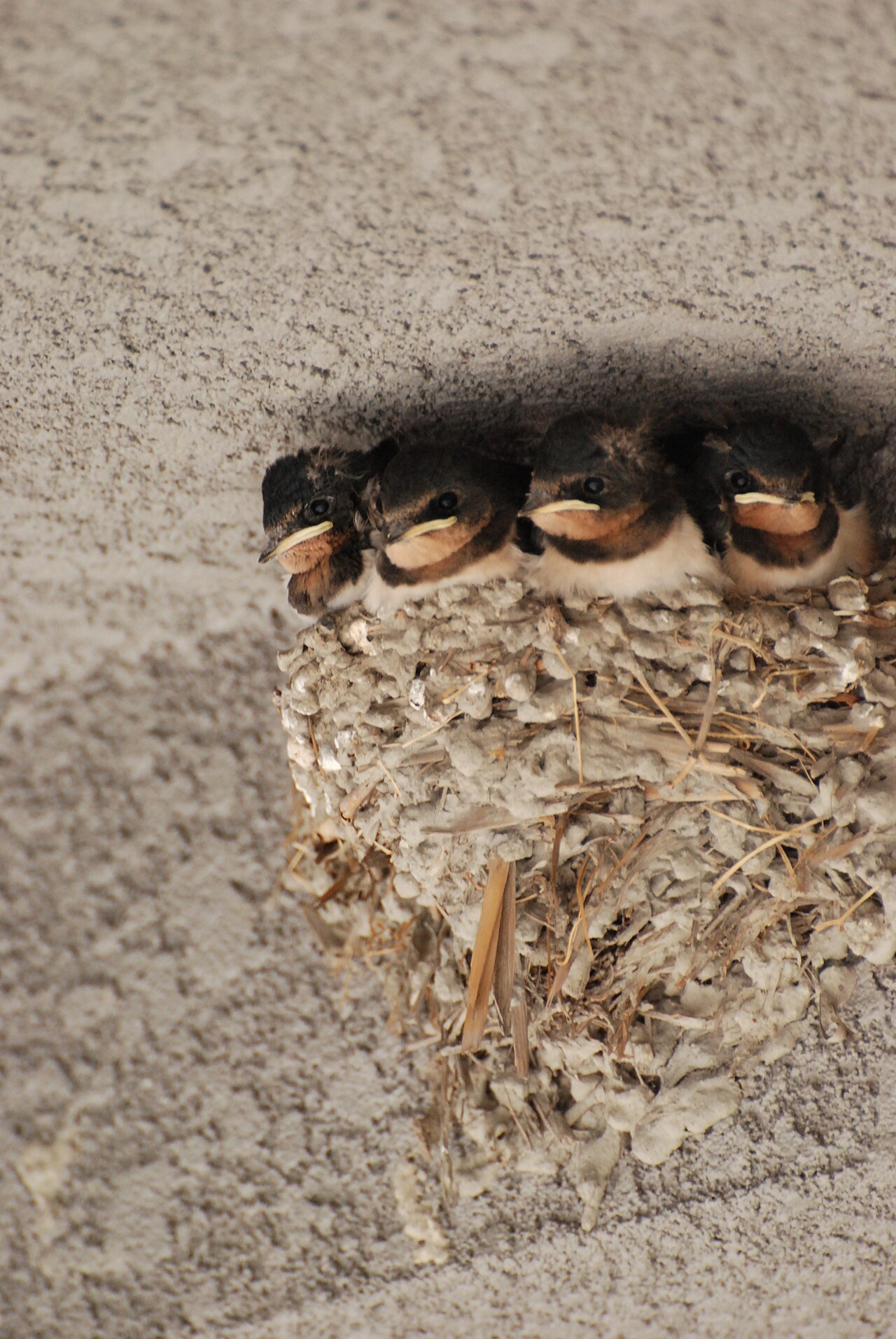 Swallow Symbolism by Situation