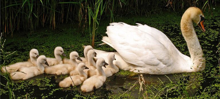 Swan Symbolism: What It Means to See One, by Tradition