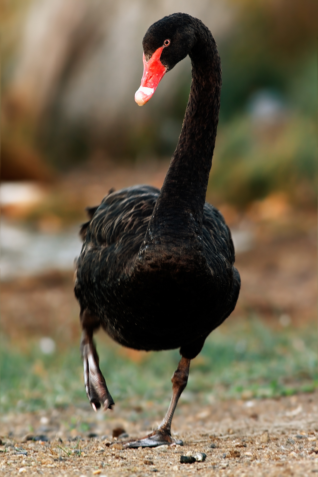 Swan Symbolism in Native American Traditions