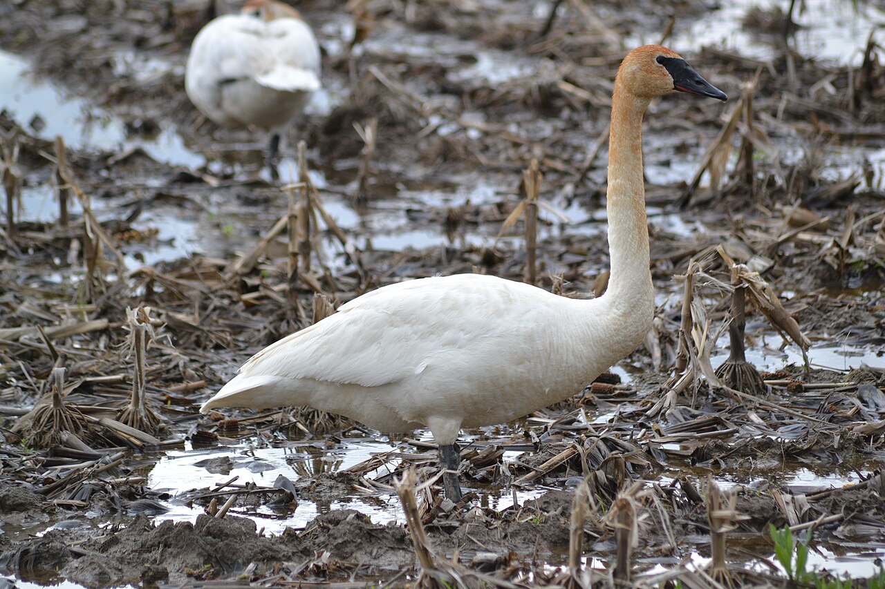 Swan Symbolism in Christianity and the Bible