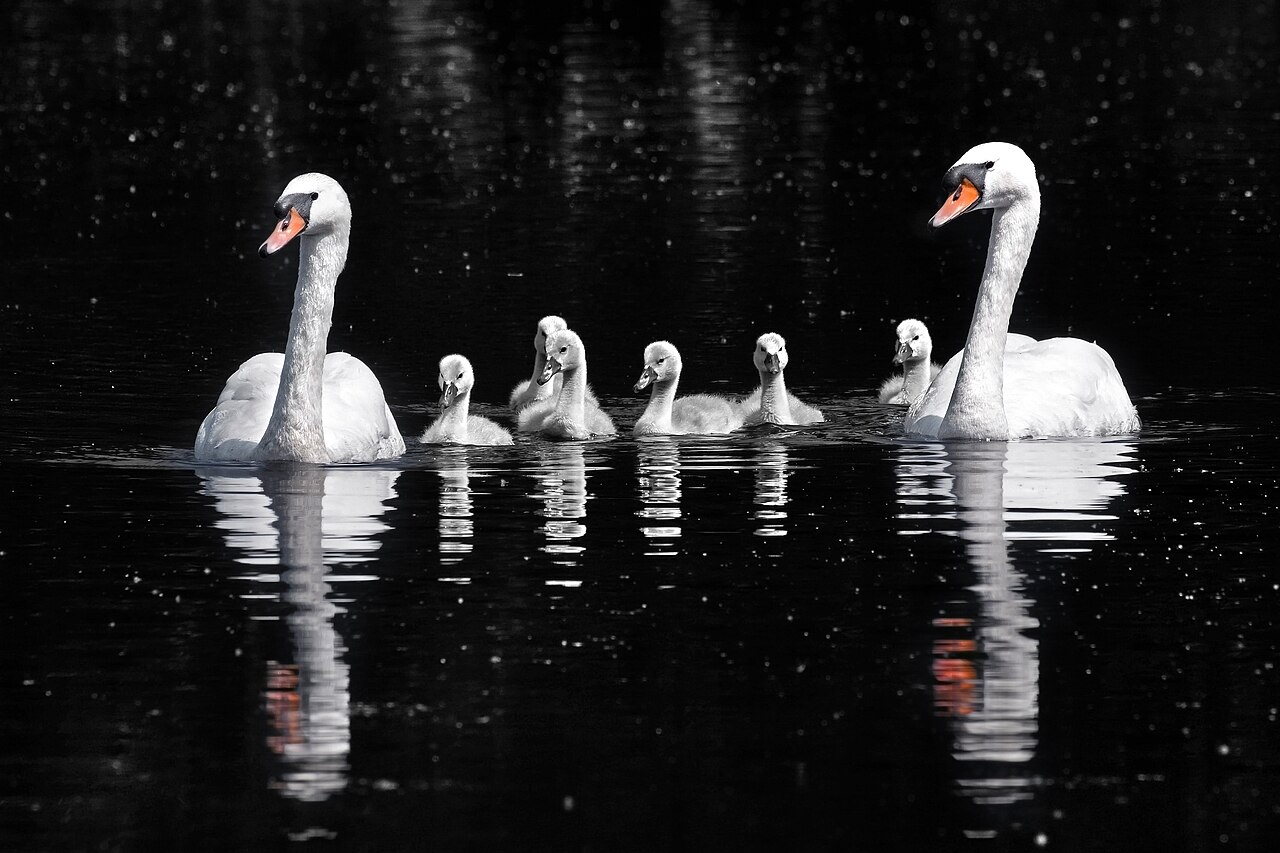 Celtic Swan Symbolism and Irish Legend