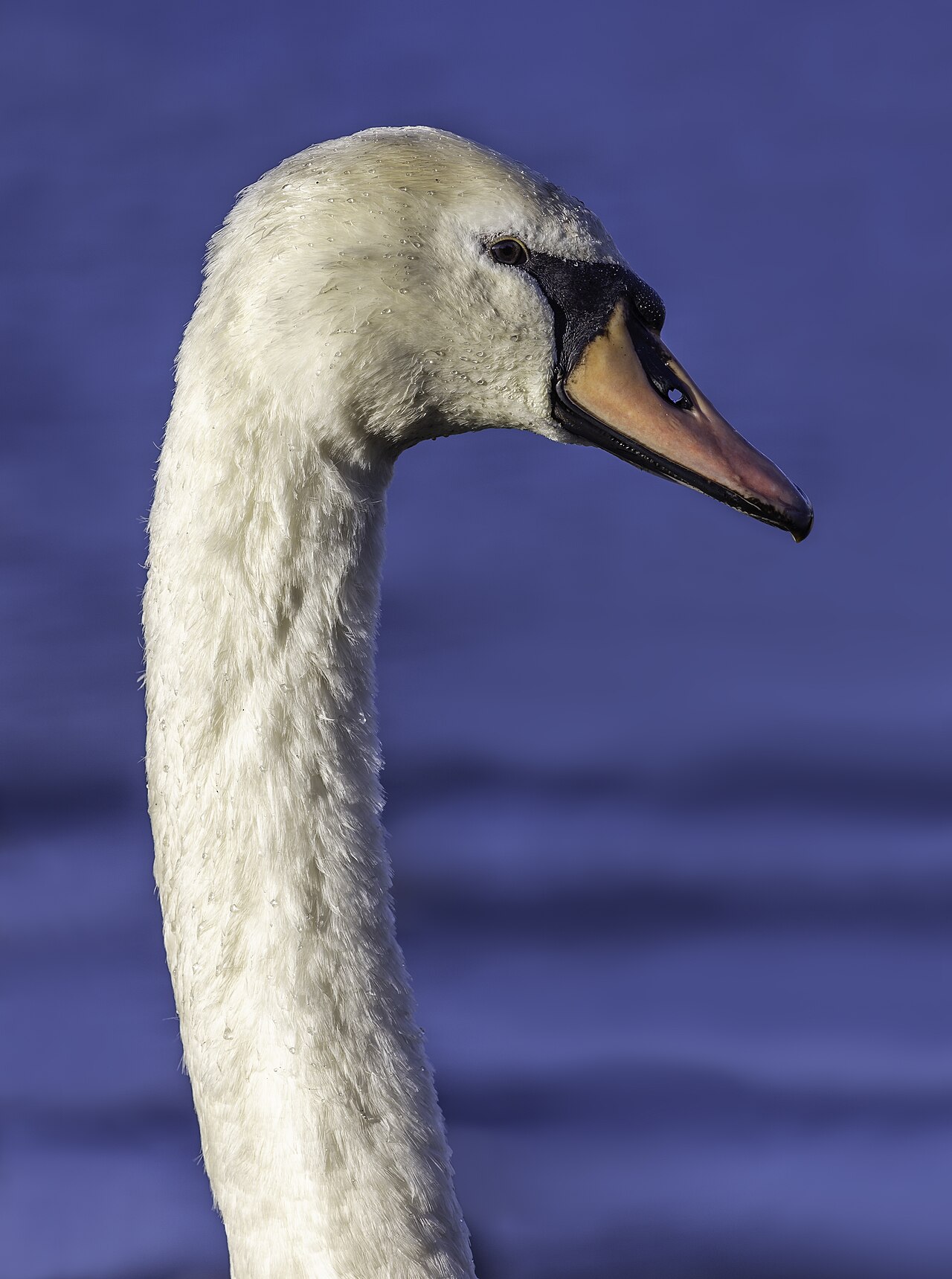 Swan Symbolism in East Asian Traditions