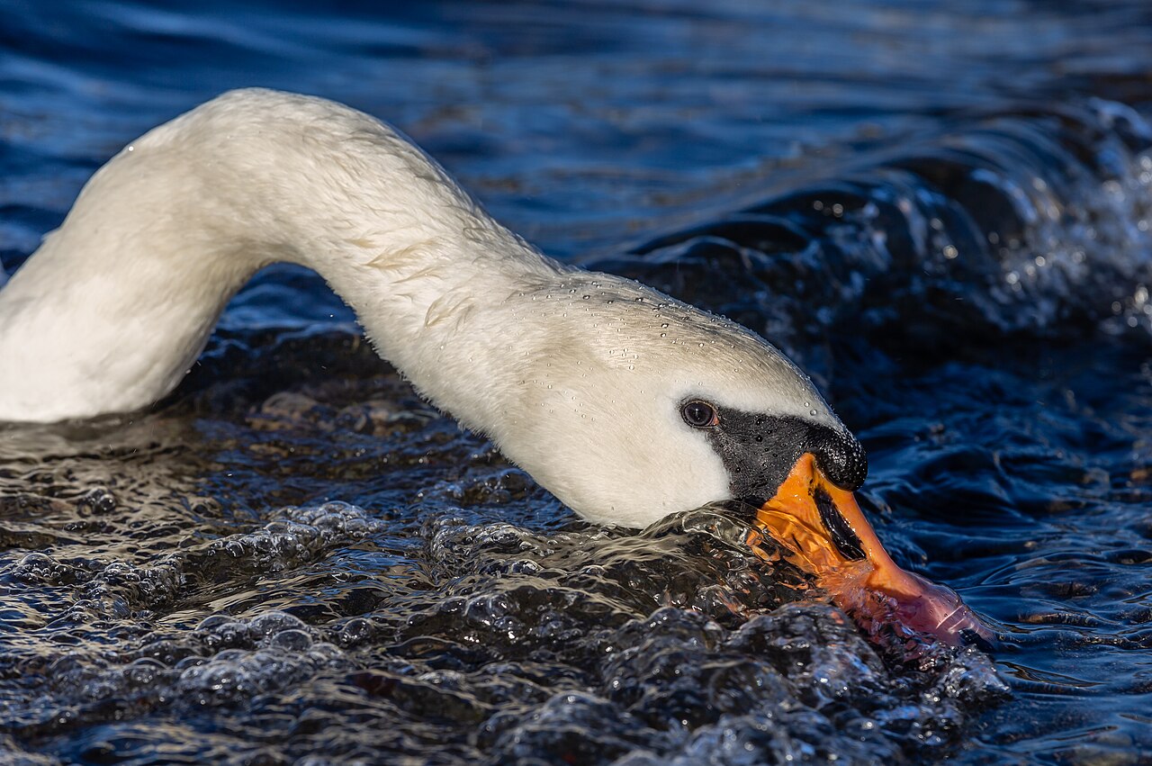 Greek Myth, Apollo, and the Swan Song
