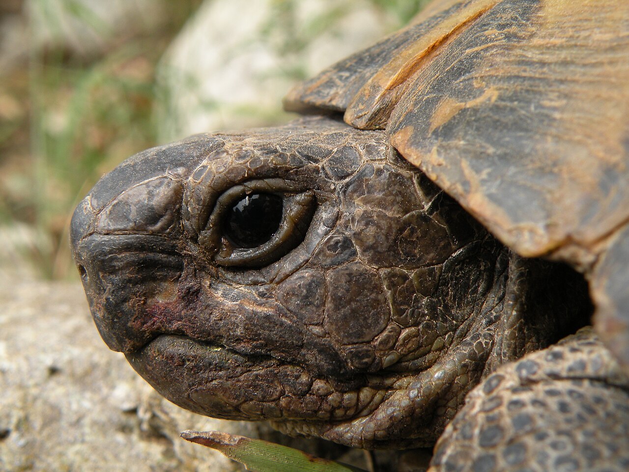 What Color Is Tortoise Poop Typically?