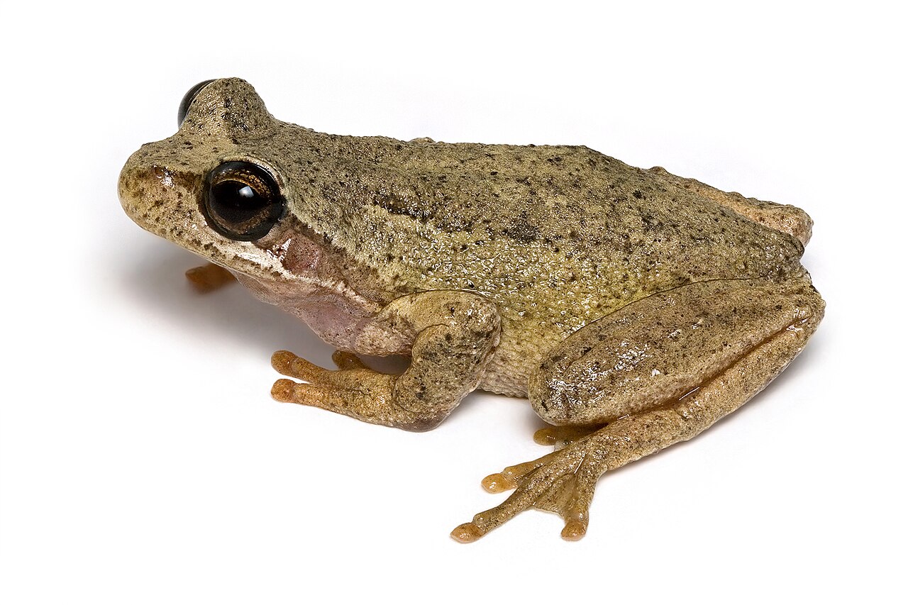Tree Frog Poop: What It Looks Like and 3 Lookalikes