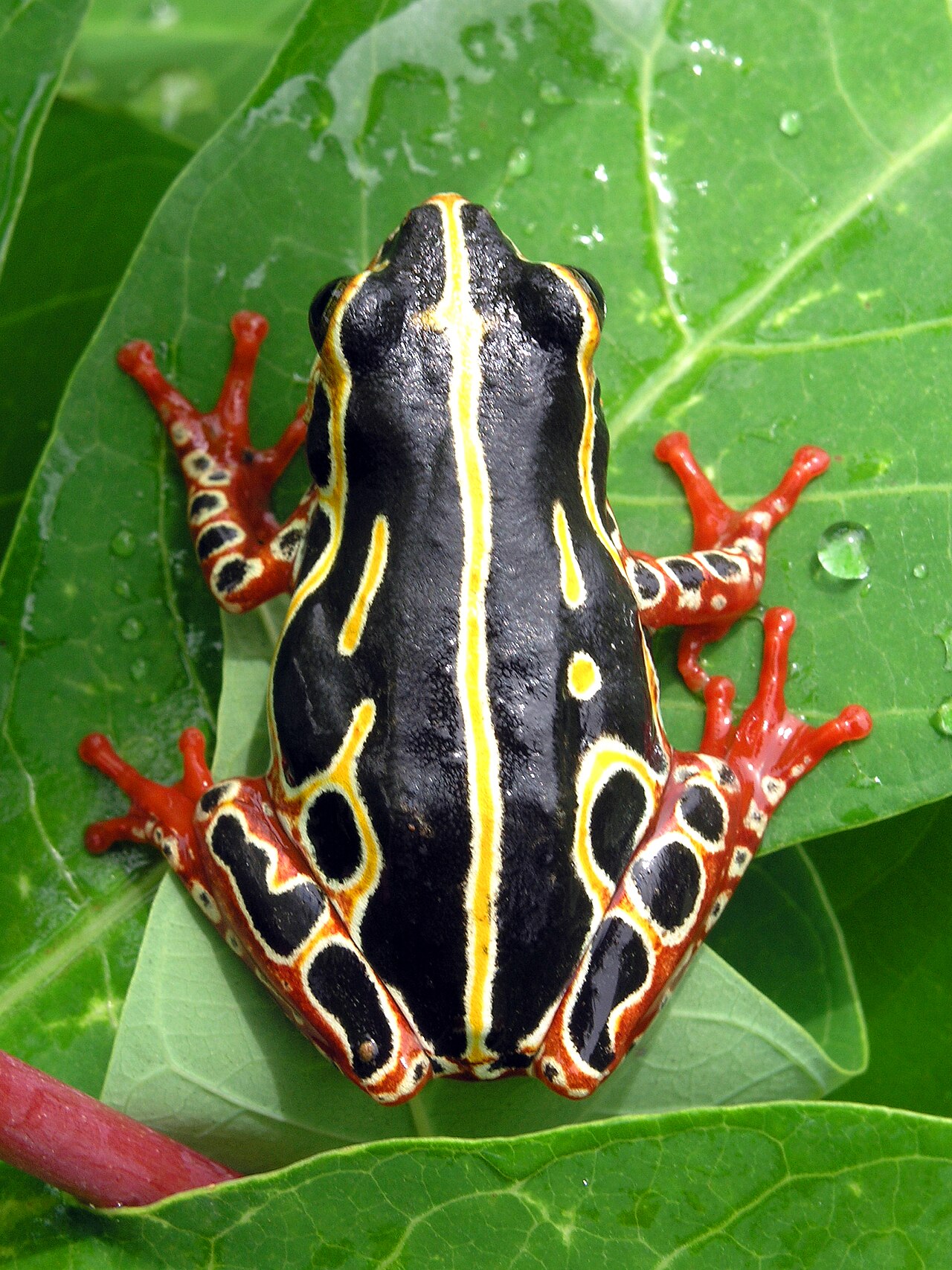 Tree frog droppings: size, shape, color and content