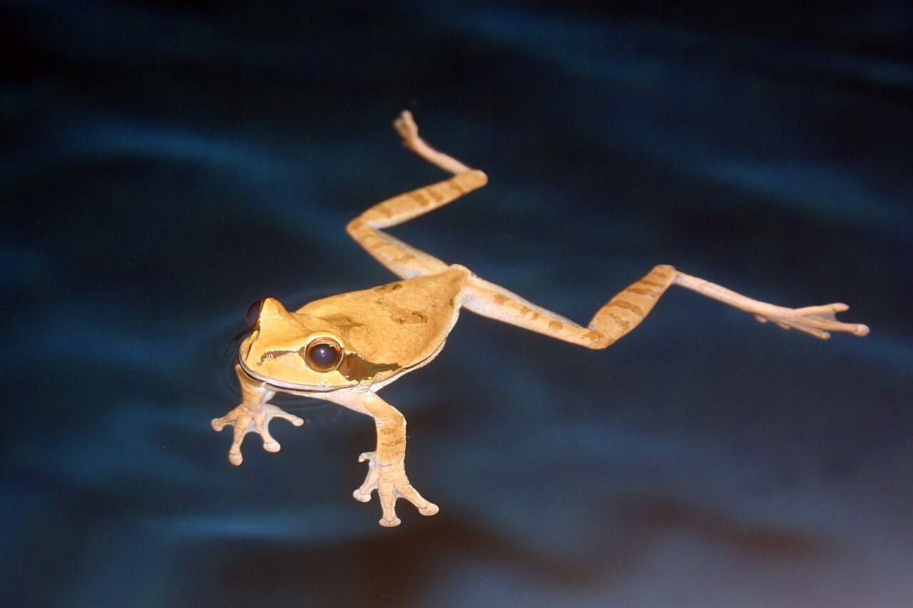 Where tree frog poop shows up around a house