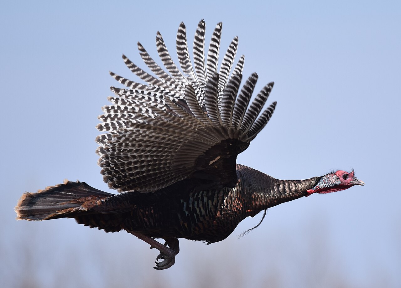 Turkey Symbolism: What a Turkey Sighting Means in Each Tradition