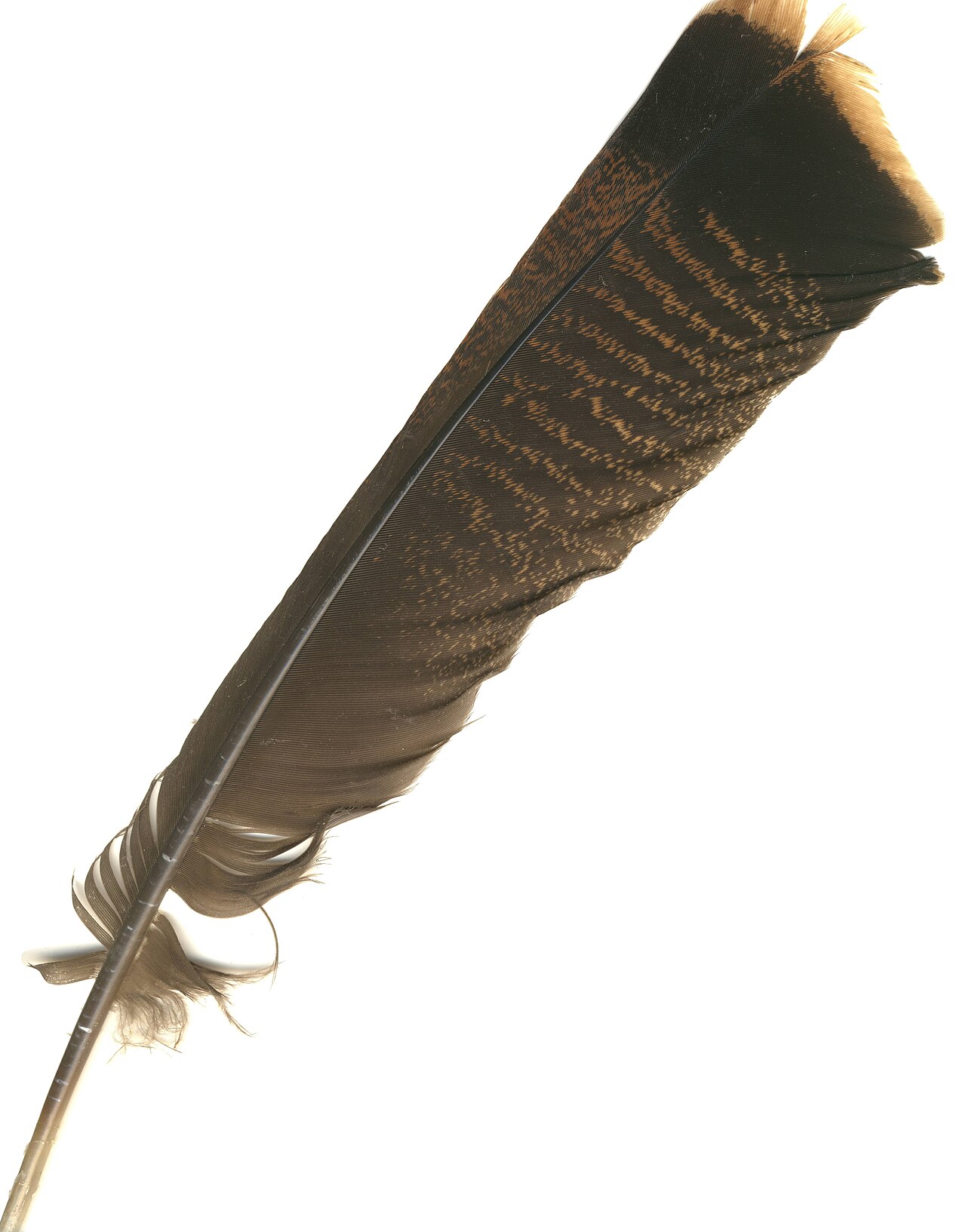 Turkey Symbolism in Native American Traditions