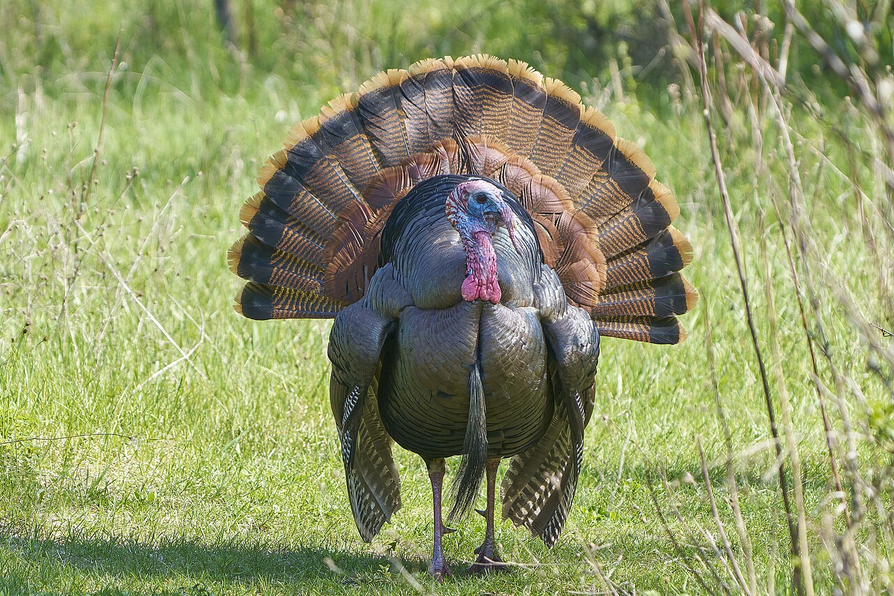 Turkey as a Spirit Animal, Totem and Power Animal