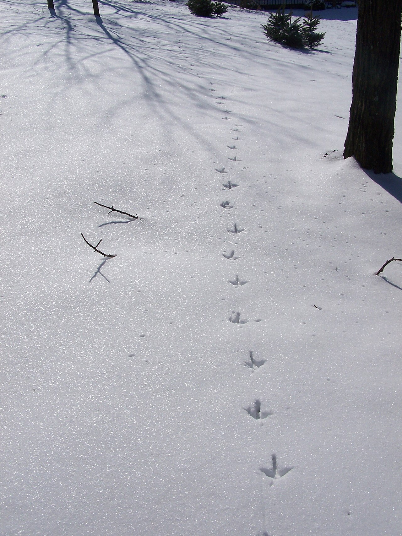 Turkey Tracks: How to Identify Them and Tell Tom from Hen