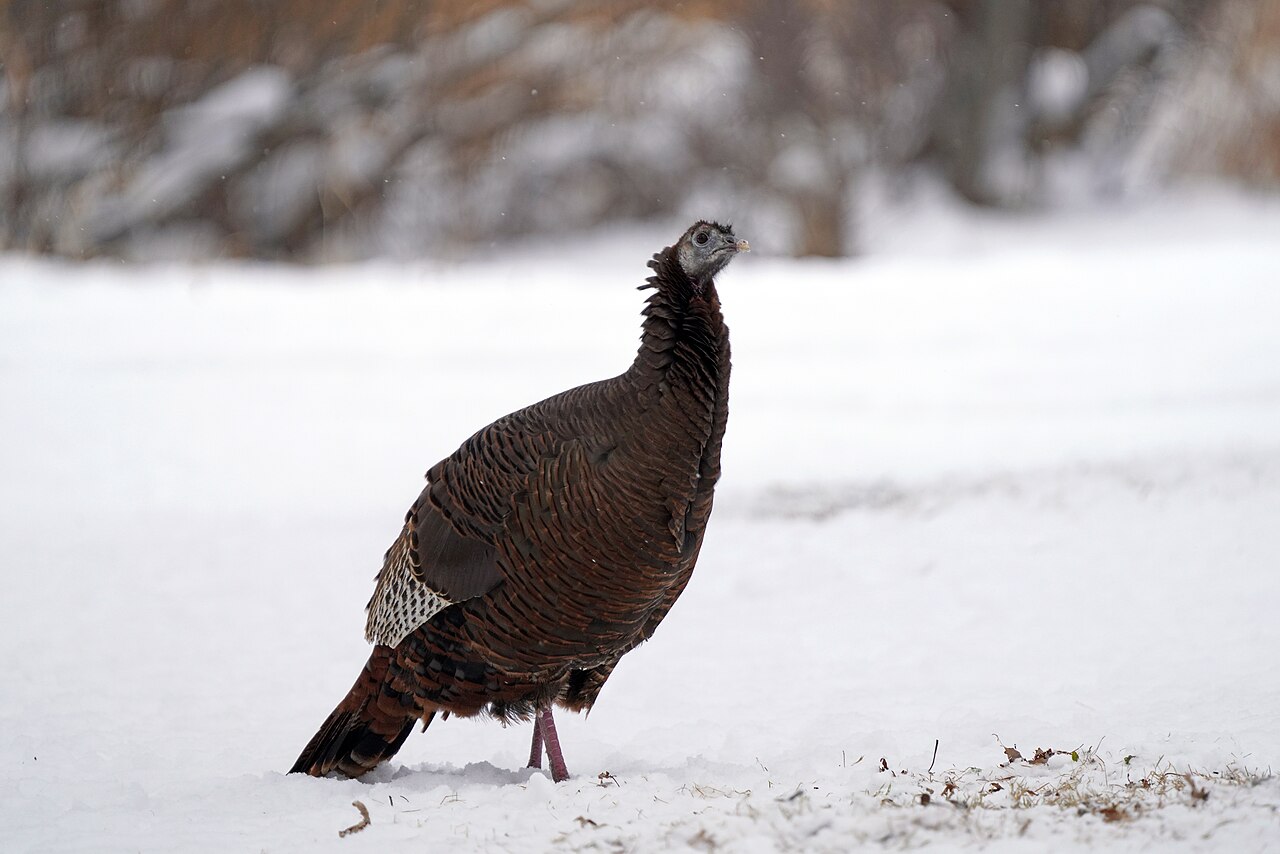 How Big Is a Wild Turkey Track?