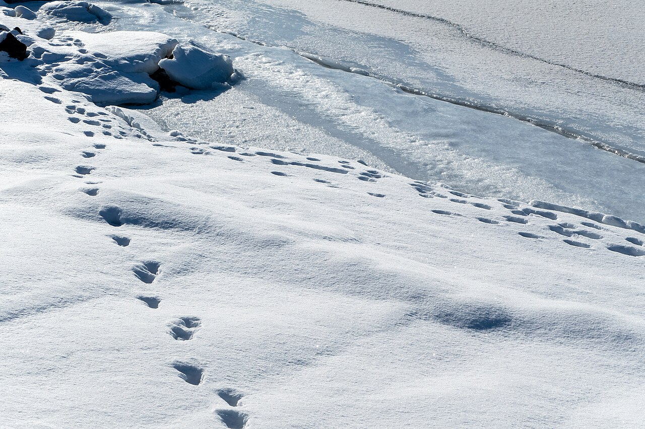Turkey Tracks in Snow