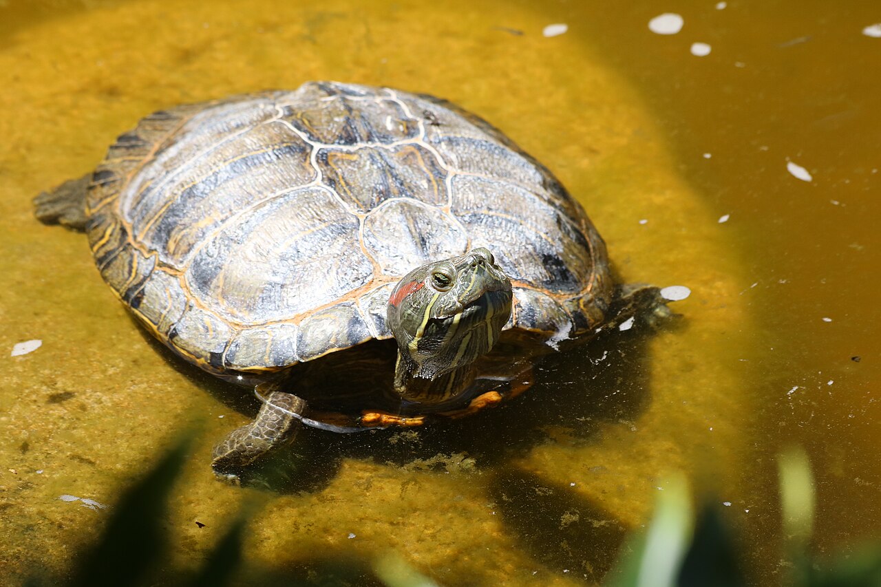 Is It Good to See a Turtle in a Dream?