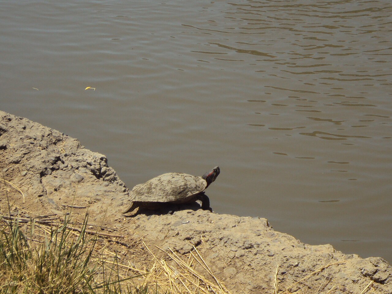 Turtle Poop: What It Looks Like and How to Identify It
