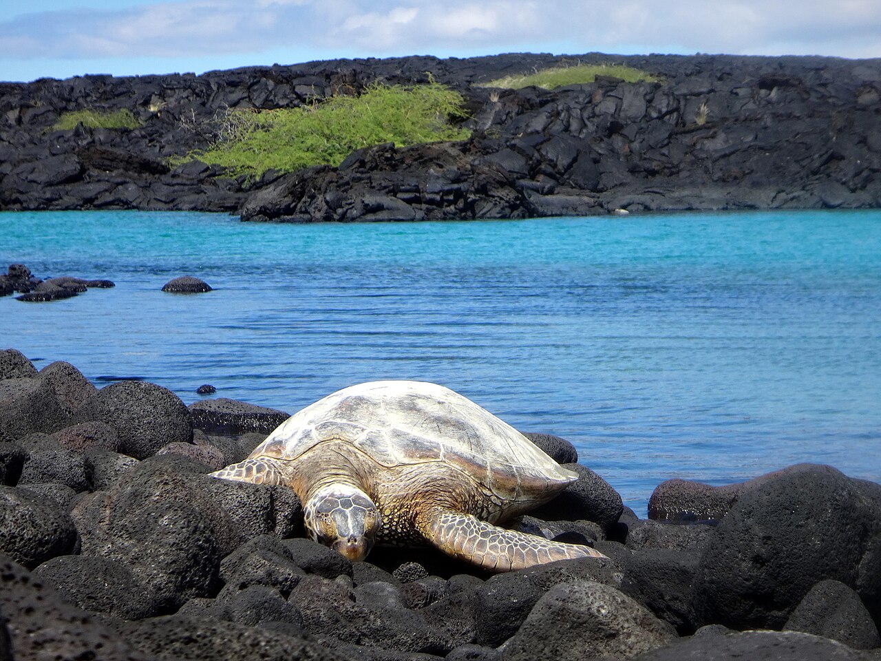 Turtle Poop Size, Shape and Color by Species