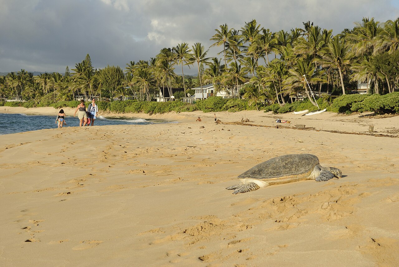 Where You Find Turtle Droppings Outdoors