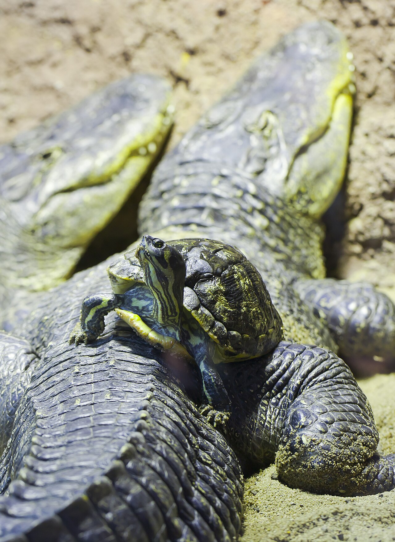 Turtle Sounds: 6 Noises They Make and What Each One Means